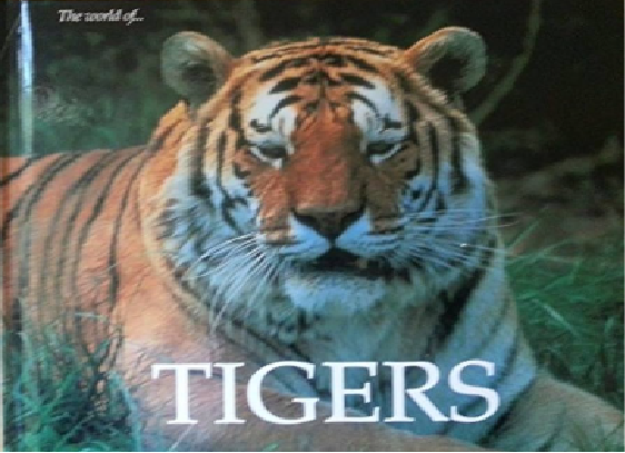 Tigers